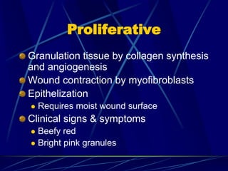 Proliferative
Granulation tissue by collagen synthesis
and angiogenesis
Wound contraction by myofibroblasts
Epithelization
 Requires moist wound surface
Clinical signs & symptoms
 Beefy red
 Bright pink granules
 