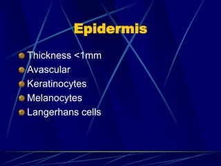 Epidermis
Thickness <1mm
Avascular
Keratinocytes
Melanocytes
Langerhans cells
 