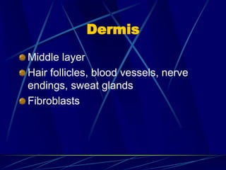 Dermis
Middle layer
Hair follicles, blood vessels, nerve
endings, sweat glands
Fibroblasts
 