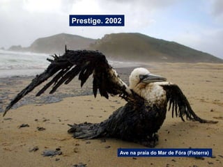 Prestige. 2002
Ave na praia do Mar de Fóra (Fisterra)
 