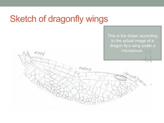 Sketch of dragonfly wings
This is the drawn according
to the actual image of a
dragon fly’s wing under a
microscope.
 