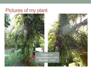 Pictures of my plant
Height:4.8m
Circumference: 0.44m
Diameter: 0.22m
 
