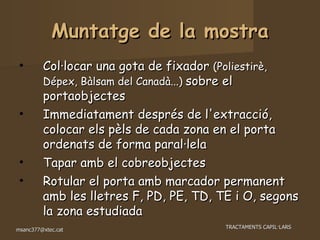 Muntatge de la mostra Col·locar una gota de fixador  (Poliestirè, Dépex, Bàlsam del Canadà...)  sobre el portaobjectes Immediatament després de l'extracció, colocar els pèls de cada zona en el porta ordenats de forma paral·lela Tapar amb el cobreobjectes Rotular el porta amb marcador permanent amb les lletres F, PD, PE, TD, TE i O, segons la zona estudiada 
