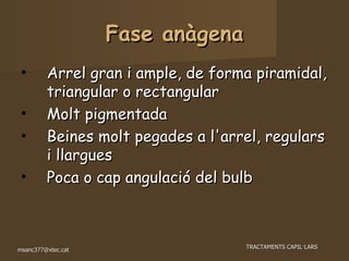 Fase anàgena Arrel gran i ample, de forma piramidal, triangular o rectangular Molt pigmentada Beines molt pegades a l'arrel, regulars i llargues Poca o cap angulació del bulb 