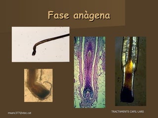 Fase anàgena 