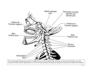 19
Deze anatomische tekening laat zien hoe C2 midden door C1 tot in de schedel reikt. Hierlangs zou dan een metalen object van enige
centimeters hebben moeten indalen binnen in de wervel onder het hersenvlies tegen het merg aan en onder het wervelbot? Bevreemdend!
 