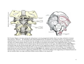 Het Foramen Magna is de enige opening die wijd genoeg is om een gesuggereerd metalen object van enige centimeters te kunnen
laten passeren. Alhoewel… De afbeelding rechts maakt duidelijk dat de wervelkolom een compacte massa is van ruggenmerg (is
materiaal binnen in de wervel) met daarom heen het verlengde van de hersenvliezen met daarom heen gelegen botweefsel met aders,
met daar weer omheen gelegen spieren en pezen, die het geheel op zijn plaats moet houden. In het ruggenmerg lopen 32 paar
zenuwbanen die voor de functie van het lichaam dienen. Het hersenvlies bestaat uit drie lagen. Het harde hersenvlies Dura Mater is
de buitenste laag van drie beschermende lagen welke de hersen en het ruggenmerg omgeven. Op de caudal (bodem) einde van de
wervelkolom is de Dura Mater bevestigd aan delen van de wervelkolom binnenin het sacrum van het bekken. In toevoeging op het
harde hersenvlies toont het binnenste zachte hersenvlies Pia Mater ook vastgezet te zijn aan het Foramen Magnum. Pia Mater is de
binnenste laag van de drie hersenen ruggenmerg omhullende lagen. Tussen het Pia Mater en het ruggenmerg en/of Spinaal Kanaal zou
dan een metalen object van enige centimeters hebben moeten indalen in een maand tijd?
6
 