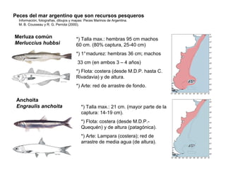 Peces del mar argentino que son recursos pesqueros
Información, fotografías, dibujos y mapas: Peces Marinos de Argentina.
M. B. Cousseau y R. G. Perrota (2000).

Merluza común
Merluccius hubbsi

*) Talla max.: hembras 95 cm machos
60 cm. (80% captura, 25-40 cm)
*) 1°madurez: hembras 36 cm; machos
33 cm (en ambos 3 – 4 años)
*) Flota: costera (desde M.D.P. hasta C.
Rivadavia) y de altura.
*) Arte: red de arrastre de fondo.

Anchoita
Engraulis anchoita

*) Talla max.: 21 cm. (mayor parte de la
captura: 14-19 cm).
*) Flota: costera (desde M.D.P.Quequén) y de altura (patagónica).
*) Arte: Lampara (costera); red de
arrastre de media agua (de altura).

 