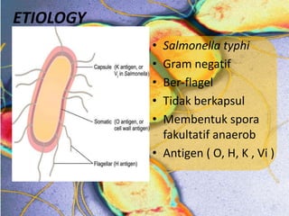 ETIOLOGY
• Salmonella typhi
• Gram negatif
• Ber-flagel
• Tidak berkapsul
• Membentuk spora
fakultatif anaerob
• Antigen ( O, H, K , Vi )
 