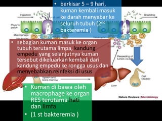 • Kuman di bawa oleh
macrophage ke organ
RES terutama hati
dan limfa
• (1 st bakteremia )
• berkisar 5 – 9 hari,
kuman kembali masuk
ke darah menyebar ke
seluruh tubuh (2nd
bakteremia )
• sebagian kuman masuk ke organ
tubuh terutama limpa, kandung
empedu yang selanjutnya kuman
tersebut dikeluarkan kembali dari
kandung empedu ke rongga usus dan
menyebabkan reinfeksi di usus
 