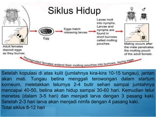 Setelah kopulasi di atas kulit (jumlahnya kira-kira 10-15 tungau), jantan
akan mati. Tungau betina menggali terowongan dalam startum
korneum, meletakkan telurnya 2-4 butir sehari sampai jumlahnya
mencapai 40-50, betina akan hidup sampai 30-60 hari. Kemudian telur
menetas (dalam 3-5 hari) dan menjadi larva dengan 3 pasang kaki.
Setelah 2-3 hari larva akan menjadi nimfa dengan 4 pasang kaki.
Total siklus 8-12 hari
Siklus Hidup
 