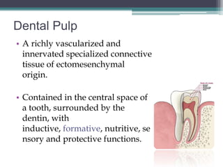 Dental Pulp
• A richly vascularized and
  innervated specialized connective
  tissue of ectomesenchymal
  origin.

• Contained in the central space of
  a tooth, surrounded by the
  dentin, with
  inductive, formative, nutritive, se
  nsory and protective functions.
 