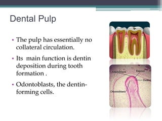 Dental Pulp

• The pulp has essentially no
  collateral circulation.
• Its main function is dentin
  deposition during tooth
  formation .
• Odontoblasts, the dentin-
  forming cells.
 