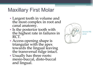 Maxillary First Molar
• Largest tooth in volume and
  the most complex in root and
  canal anatomy.
• Is the posterior tooth with          Second MB
  the highest rate in failures in       canal
  RCT.
• Access opening shape is
  triangular with the apex
  towards the lingual leaving
  the transversal ridge intact.
• Usually has three roots:
  mesio-buccal, disto-buccal
  and lingual.
 