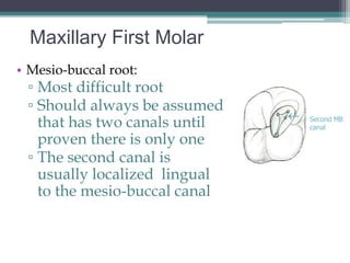 Maxillary First Molar
• Mesio-buccal root:
 ▫ Most difficult root
 ▫ Should always be assumed
                               
   that has two canals until       Second MB
                                   canal

   proven there is only one
 ▫ The second canal is
   usually localized lingual
   to the mesio-buccal canal
 