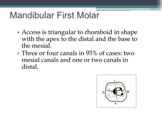 Mandibular First Molar
 • Access is triangular to rhomboid in shape
   with the apex to the distal and the base to
   the mesial.
 • Three or four canals in 93% of cases: two
   mesial canals and one or two canals in
   distal.
 