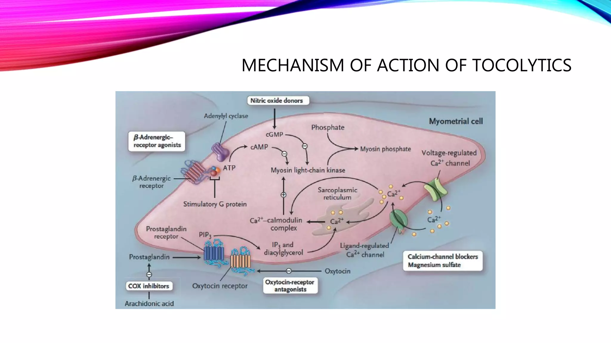 MECHANISM OF ACTION OF TOCOLYTICS
 