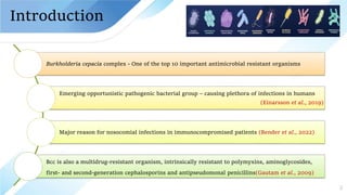 Epidemiological characterisation of Burkholderia cepacia complex (Bcc ...
