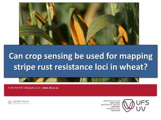Can crop sensing be used for mapping
stripe rust resistance loci in wheat?
 