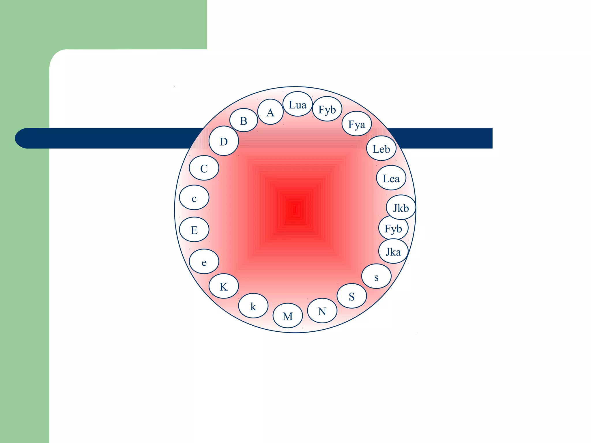 D
Fyb
Lea
Jkb
Jka
s
S
NM
k
K
e
E
c
C
B
A
Lua Fyb
Fya
Leb
 