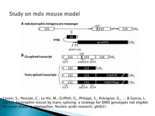 Lorain, S., Peccate, C., Le Hir, M., Griffith, G., Philippi, S., Précigout, G., ... & Garcia, L.
(2013). Dystrophin rescue by trans-splicing: a strategy for DMD genotypes not eligible
for exon skipping approaches. Nucleic acids research, gkt621.
 