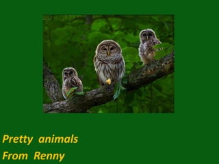 Pretty  animals  From  Renny 