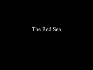 The Red Sea 