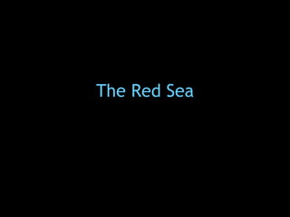 The Red Sea 