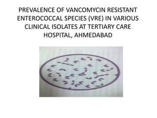 PREVALENCE OF VANCOMYCIN RESISTANT
ENTEROCOCCAL SPECIES (VRE) IN VARIOUS
CLINICAL ISOLATES AT TERTIARY CARE
HOSPITAL, AHMEDABAD
 
