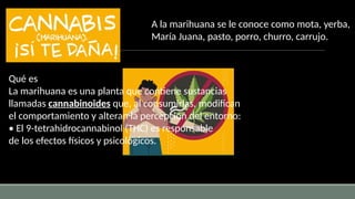Qué es
La marihuana es una planta que contiene sustancias
llamadas cannabinoides que, al consumirlas, modifican
el comportamiento y alteran la percepción del entorno:
• El 9-tetrahidrocannabinol (THC) es responsable
de los efectos físicos y psicológicos.
A la marihuana se le conoce como mota, yerba,
María Juana, pasto, porro, churro, carrujo.
 
