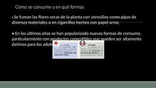 Cómo se consume y en qué formas
• Se fuman las flores secas de la planta con utensilios como pipas de
diversos materiales o en cigarrillos hechos con papel arroz.
• En los últimos años se han popularizado nuevas formas de consumo,
particularmente con productos comestibles que pueden ser altamente
dañinos para los adolescentes.
 