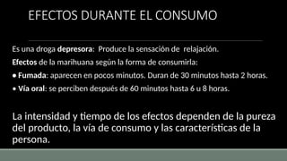 EFECTOS DURANTE EL CONSUMO
Es una droga depresora: Produce la sensación de relajación.
Efectos de la marihuana según la forma de consumirla:
• Fumada: aparecen en pocos minutos. Duran de 30 minutos hasta 2 horas.
• Vía oral: se perciben después de 60 minutos hasta 6 u 8 horas.
La intensidad y tiempo de los efectos dependen de la pureza
del producto, la vía de consumo y las características de la
persona.
 