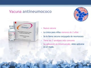 Vacuna antineumococo

• Nueva vacuna
• La única para niños menores de 2 años
• Se le llama vacuna conjugada de neumococo

• Tiene los 7 serotipos más comunes
• Su aplicación es intramuscular, debe aplicarse

en el muslo.

 