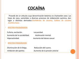 COCAÍNA
Procede de un arbusto cuya denominación botánica es Erytroxilon coca. Las
hojas de coca, sometidas a diversos procesos de elaboración química, dan
lugar a distintos derivados:Clorhidrato de cocaína, Sulfato de cocaína
,Cochina base .


EFECTOS PSICOLÓGICOS
Euforia, excitación.
Aumento de la sociabilidad.
Hiperactividad.



Locuacidad.
Aceleración mental.
Aumento del deseo sexual

EFECTOS FISIOLÓGICOS
Disminución de la fatiga.

Reducción del sueno.

Inhibición del apetito.

Aumento de la presión arterial

 