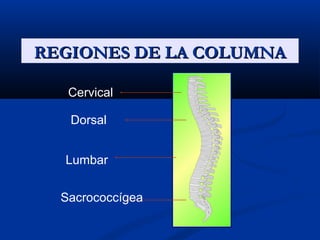 REGIONES DE LA COLUMNAREGIONES DE LA COLUMNA
Cervical
Dorsal
Lumbar
Sacrococcígea
 