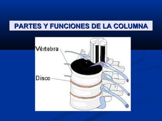 PARTES Y FUNCIONES DE LA COLUMNAPARTES Y FUNCIONES DE LA COLUMNA
 