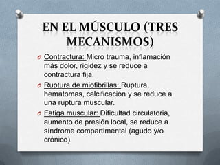 EN EL MÚSCULO (TRES
MECANISMOS)
O Contractura: Micro trauma, inflamación

más dolor, rigidez y se reduce a
contractura fija.
O Ruptura de miofibrillas: Ruptura,
hematomas, calcificación y se reduce a
una ruptura muscular.
O Fatiga muscular: Dificultad circulatoria,
aumento de presión local, se reduce a
síndrome compartimental (agudo y/o
crónico).

 