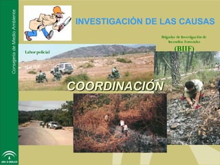 INVESTIGACIÓN DE LAS CAUSAS
                                  Brigadas de Investigación de
                                      Incendios Forestales

Labor policial
                                          (BIIF)




                 COORDINACIÓN
 