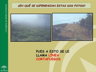 ¿EN QUÉ SE DIFERENCIAN ESTAS DOS FOTOS?




          PUES A ESTO SE LE
          LLAMA LÍNEA
          CORTAFUEGOS
 