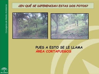 ¿EN QUÉ SE DIFERENCIAN ESTAS DOS FOTOS?




         PUES A ESTO SE LE LLAMA
         ÁREA CORTAFUEGOS
 