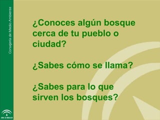 ¿Conoces algún bosque
cerca de tu pueblo o
ciudad?

¿Sabes cómo se llama?

¿Sabes para lo que
sirven los bosques?
 