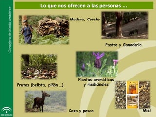 Lo que nos ofrecen a las personas …

                            Madera, Corcho




                                             Pastos y Ganadería




                                Plantas aromáticas
Frutos (bellota, piñón …)          y medicinales




                            Caza y pesca                          Miel
 