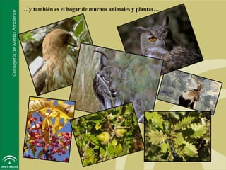 … y también es el hogar de muchos animales y plantas…
 