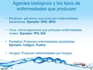 Agentes biológicos y los tipos de enfermedades que producenBacterias: gérmenes que producen enfermedades bacterianas. Ejemplo: SRS, BKD.Virus: microorganismos que producen enfermedades virales. Ejemplo: IPN, ISAParásitos: Producen enfermedades parasitarias. Ejemplo: Caligus, KudoaHongos: Producen enfermedades por hongos.