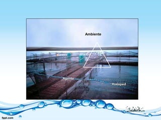 AmbienteAgenteHuésped