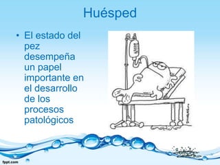 HuéspedEl estado del pez desempeña un papel importante en el desarrollo de los procesos patológicos