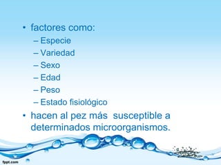 factores como:EspecieVariedadSexoEdadPesoEstado fisiológicohacen al pez más  susceptible a determinados microorganismos. 