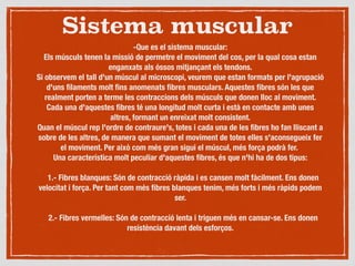Sistema muscular
-Que es el sistema muscular:
Els músculs tenen la missió de permetre el moviment del cos, per la qual cosa estan
enganxats als óssos mitjançant els tendons.
Si observem el tall d'un múscul al microscopi, veurem que estan formats per l'agrupació
d'uns ﬁlaments molt ﬁns anomenats ﬁbres musculars. Aquestes ﬁbres són les que
realment porten a terme les contraccions dels músculs que donen lloc al moviment.
Cada una d'aquestes ﬁbres té una longitud molt curta i està en contacte amb unes
altres, formant un enreixat molt consistent.
Quan el múscul rep l'ordre de contraure's, totes i cada una de les ﬁbres ho fan lliscant a
sobre de les altres, de manera que sumant el moviment de totes elles s'aconsegueix fer
el moviment. Per això com més gran sigui el múscul, més força podrà fer.	
Una característica molt peculiar d'aquestes ﬁbres, és que n'hi ha de dos tipus:

1.- Fibres blanques: Són de contracció ràpida i es cansen molt fàcilment. Ens donen
velocitat i força. Per tant com més ﬁbres blanques tenim, més forts i més ràpids podem
ser.

2.- Fibres vermelles: Són de contracció lenta i triguen més en cansar-se. Ens donen
resistència davant dels esforços.

 