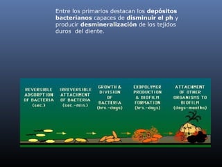 Entre los primarios destacan los depósitos
bacterianos capaces de disminuir el ph y
producir desmineralización de los tejidos
duros del diente.
 