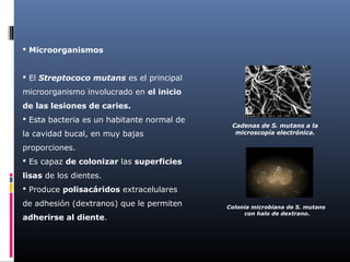  Microorganismos


 El Streptococo mutans es el principal
microorganismo involucrado en el inicio
de las lesiones de caries.
 Esta bacteria es un habitante normal de
                                             Cadenas de S. mutans a la
la cavidad bucal, en muy bajas                microscopía electrónica.

proporciones.
 Es capaz de colonizar las superficies
lisas de los dientes.
 Produce polisacáridos extracelulares
de adhesión (dextranos) que le permiten     Colonia microbiana de S. mutans
                                                 con halo de dextrano.
adherirse al diente.
 